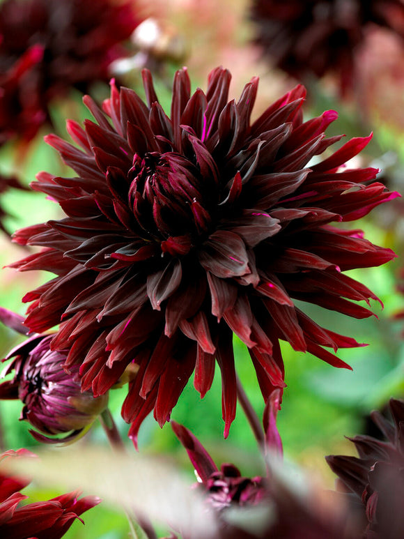 Koop Dahlia Black Jack-knollen, levering in het voorjaar.