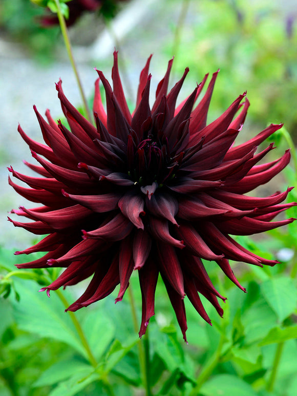Koop Dahlia Zwarte Narcissus