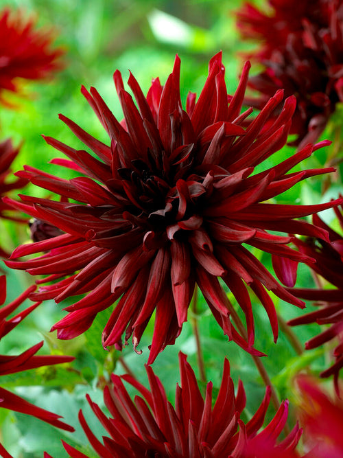 Koop Dahlia Zwarte Narcissus