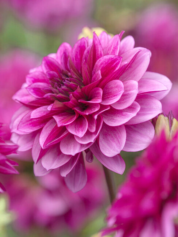 Dahlia Blue Bell bestellen