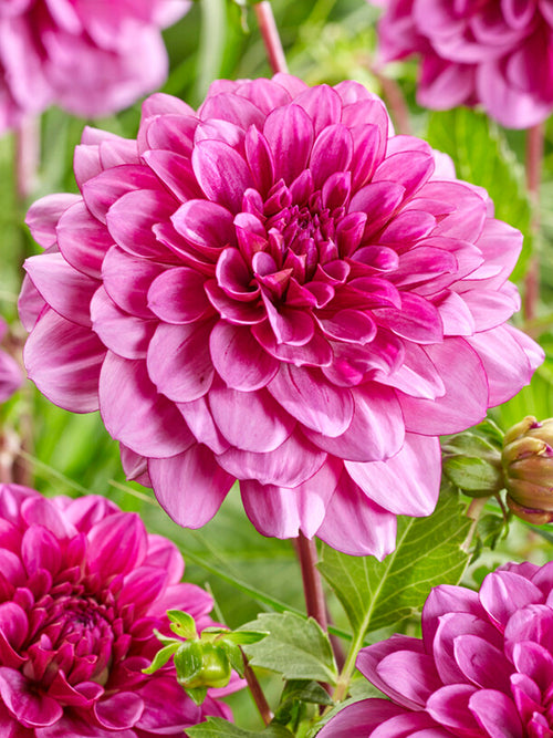 Dahlia Blue Bell dahliaknollen bestellen