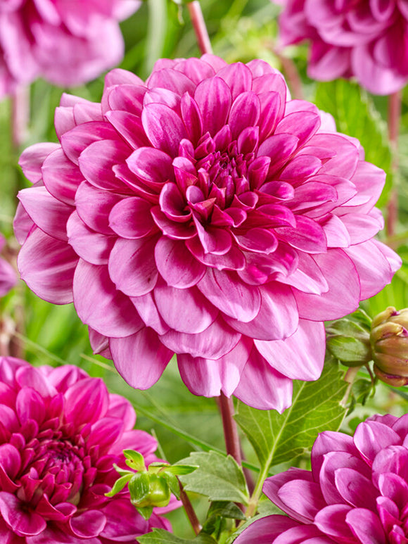Dahlia Blue Bell dahliaknollen bestellen