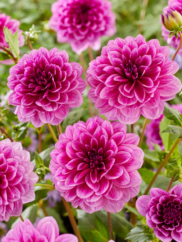 Dahlias bestellen Blue Bell