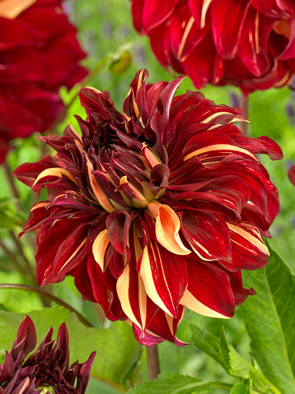 Koop Dahlia Bohemian Spartacus knollen