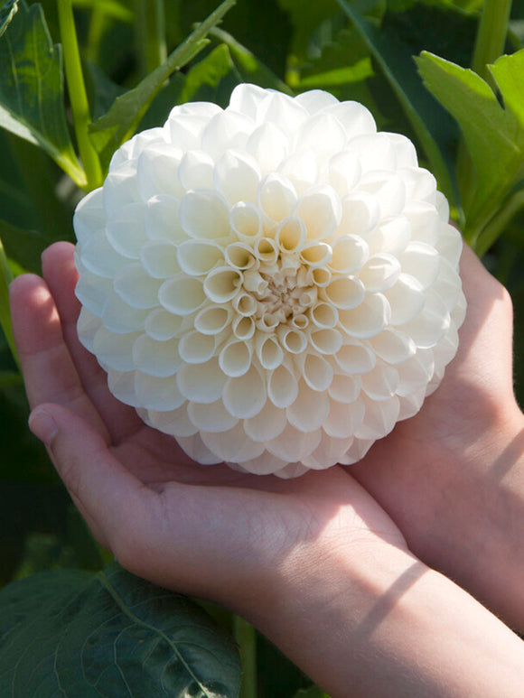 Dahlia 'Boom Boom White' online bestellen