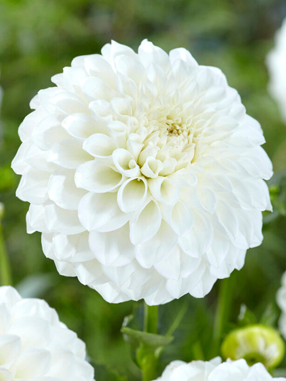 Dahlia 'Boom Boom White' knollen