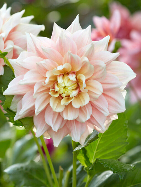 Dahlia Break Out bestellen