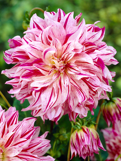 Dahlias Bristol Stripe
