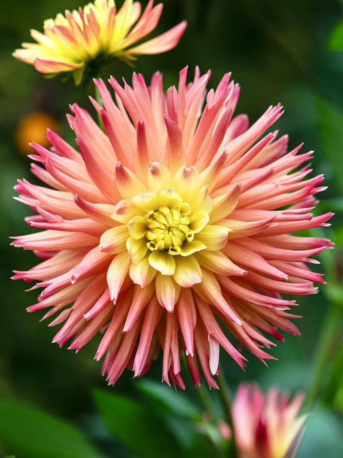 Koop Dahlia Cabana bananenknollen