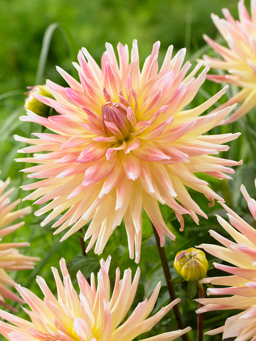 Koop Dahlia Cabana Banana