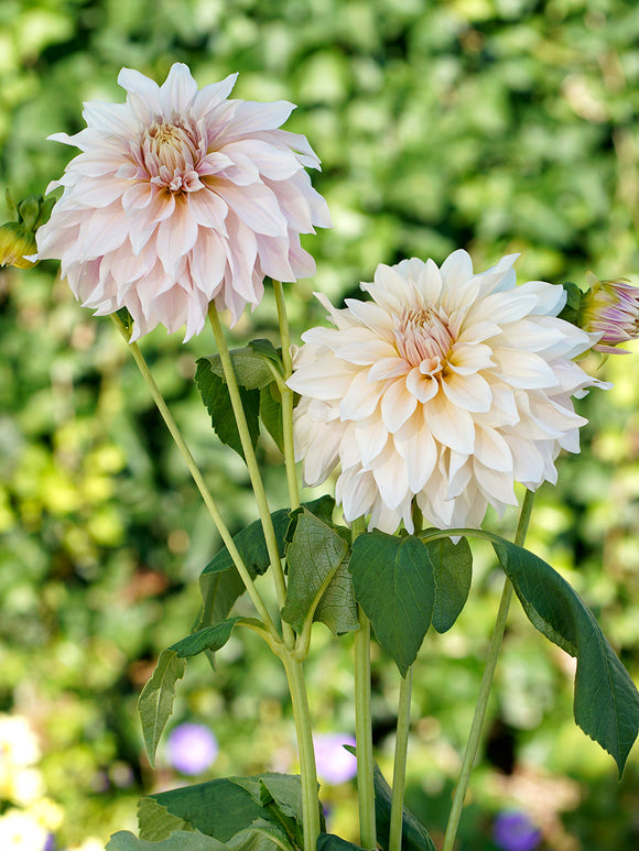 Dahlia bloembollen Cafe au Lait