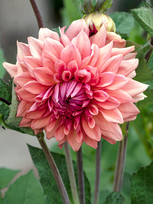 Dahlia Cafe au Lait Royal online kopen