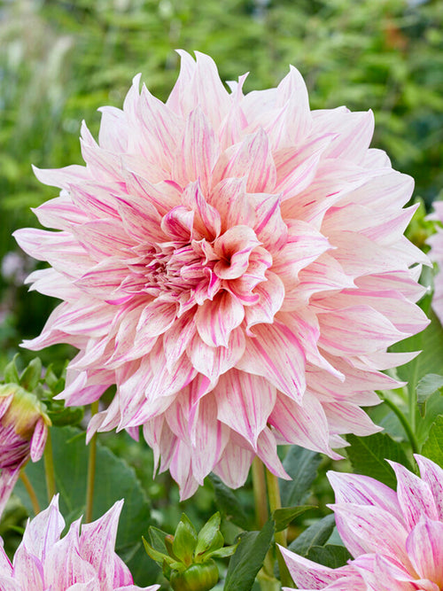 Dahlia Cafe au Lait Twist online kopen