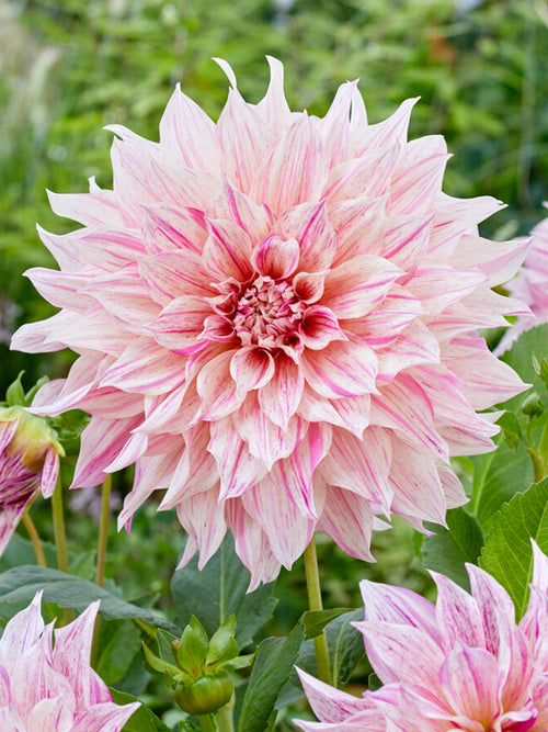 Dahlia Cafe au Lait Twist bestellen