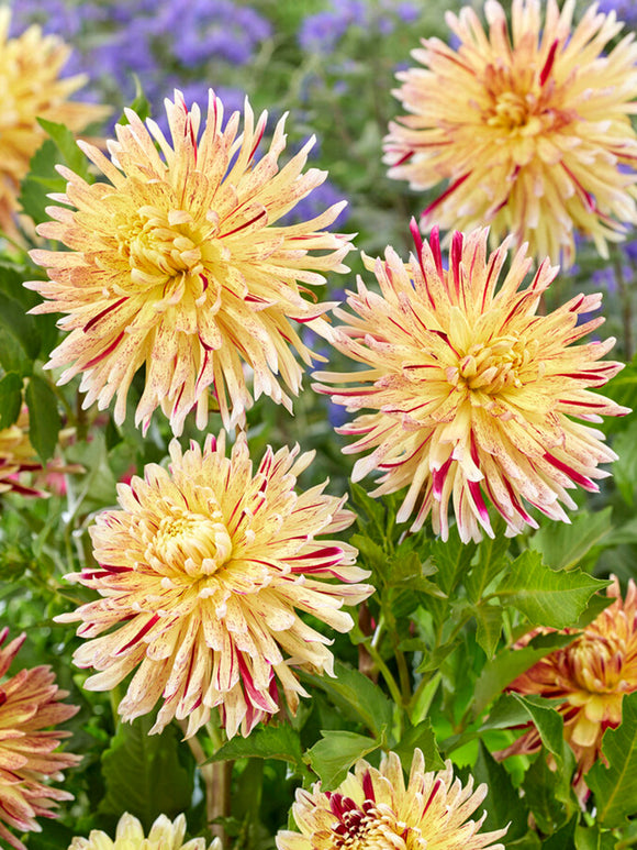 Dahlia Cambridge online dahliaknollen bestellen