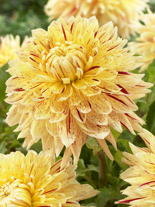 Dahlia Cambridge online bestellen bollen en knollen