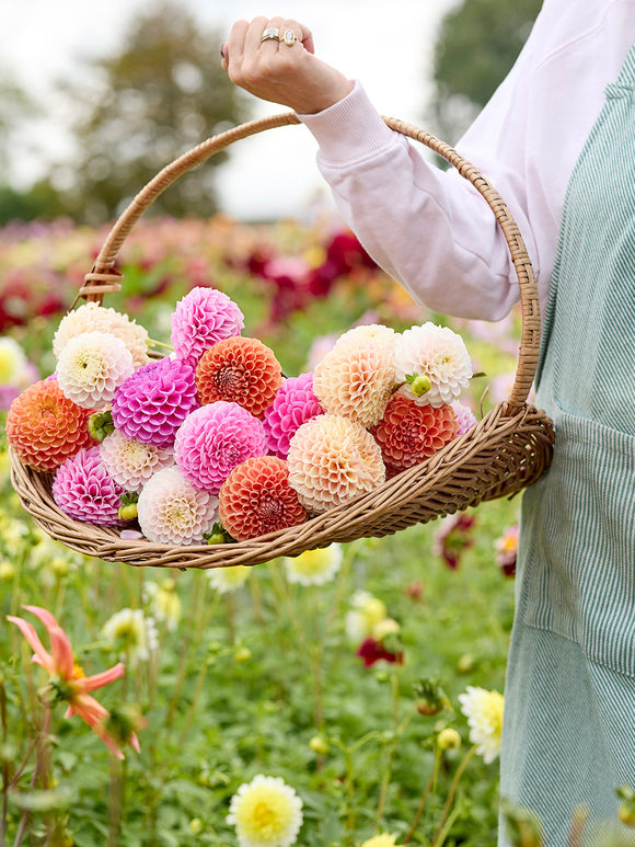 Dahlia's bestellen - Dahliaknollen Candy Ball Collectie