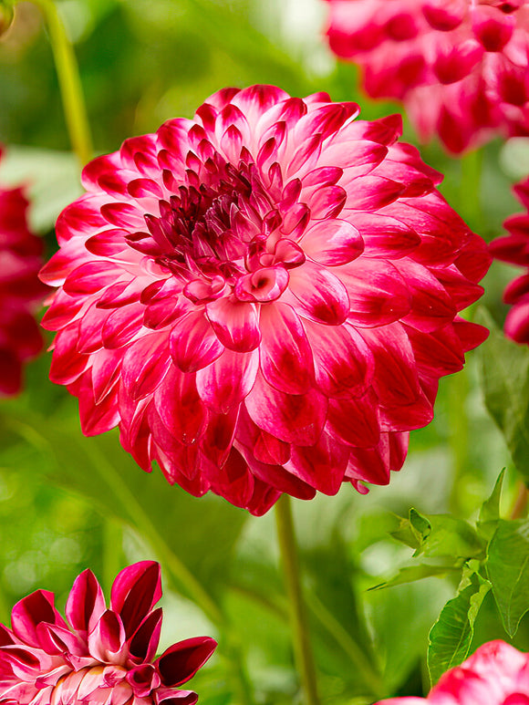 Dahlia Caproz Pizzazz dahliaknollen