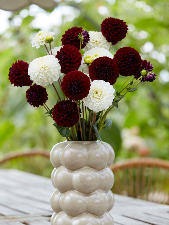 Dahlia Classic Contrast = Dahliaknollen bestellen