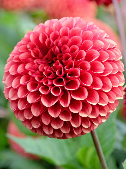 Dahlia Copper Boy Dahliaknollen