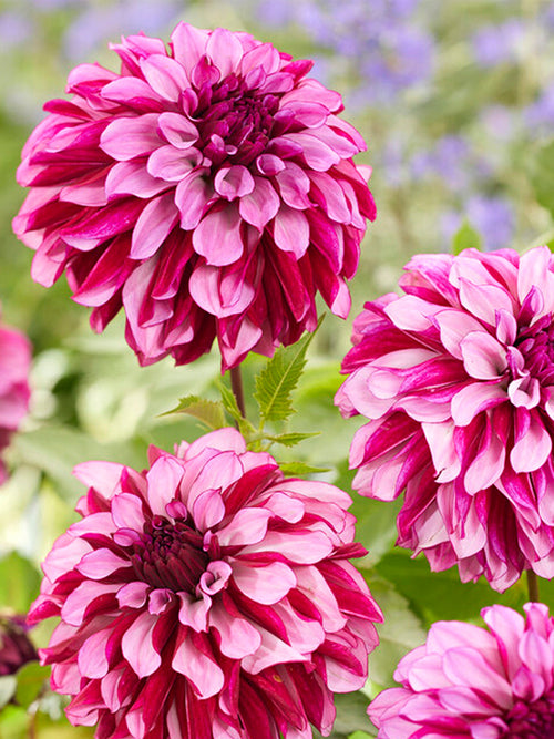 Dahlia Cranberry Classic bestellen