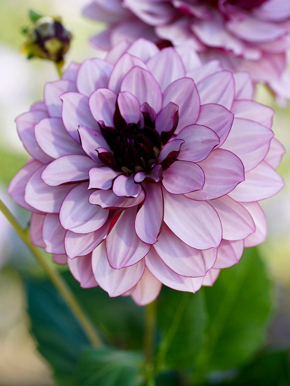 Dahlia Creme de Cassis bollen en knollen