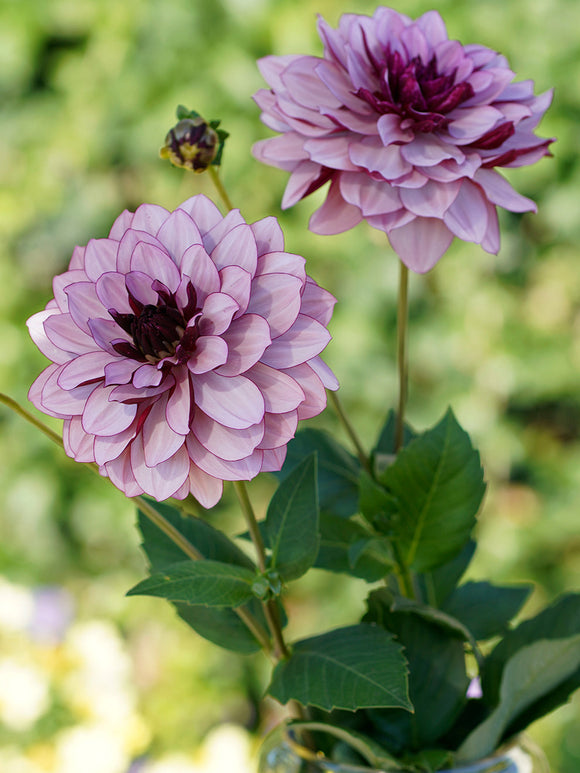 Dahlia Creme de Cassis bestellen