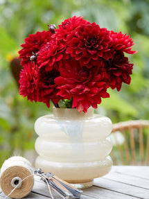 Dahlia Crimson Velvet Collectie