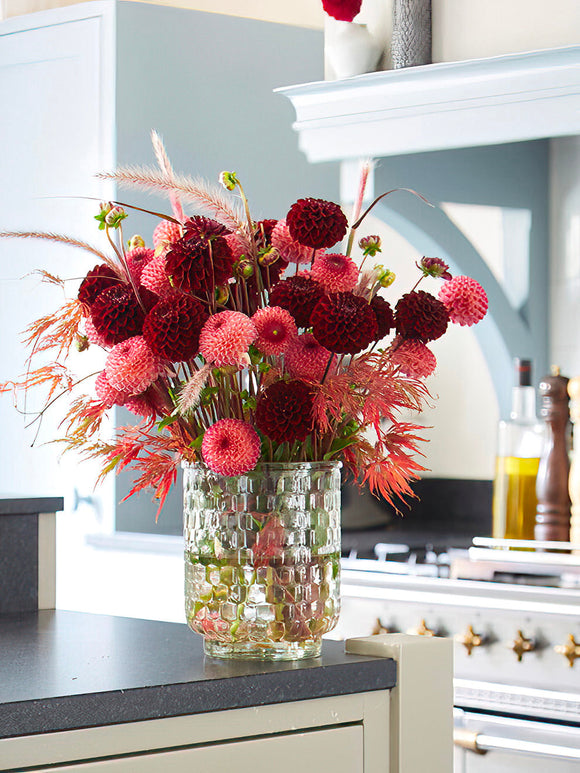 Dahlia Dark Spirit dahliaknollen