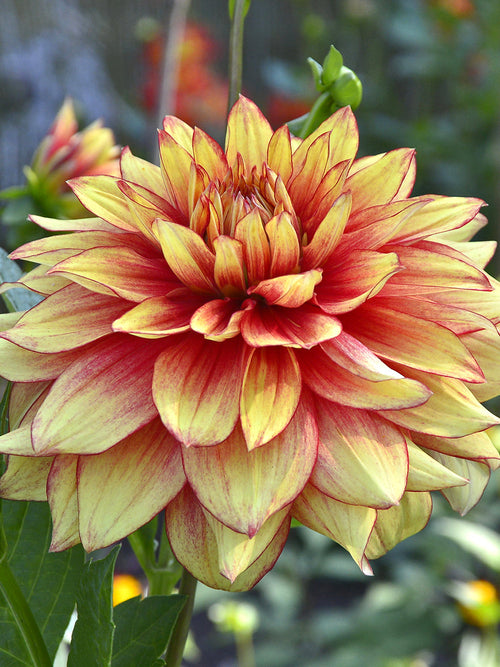 Koop Dahlia Dazzling Magic