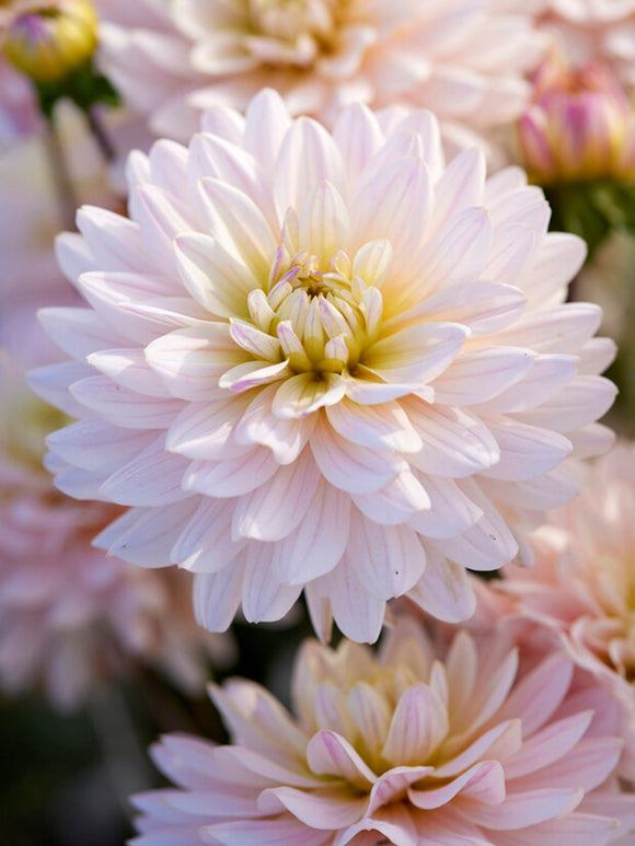 Dahlia Diana's Memory dahliaknollen bestellen