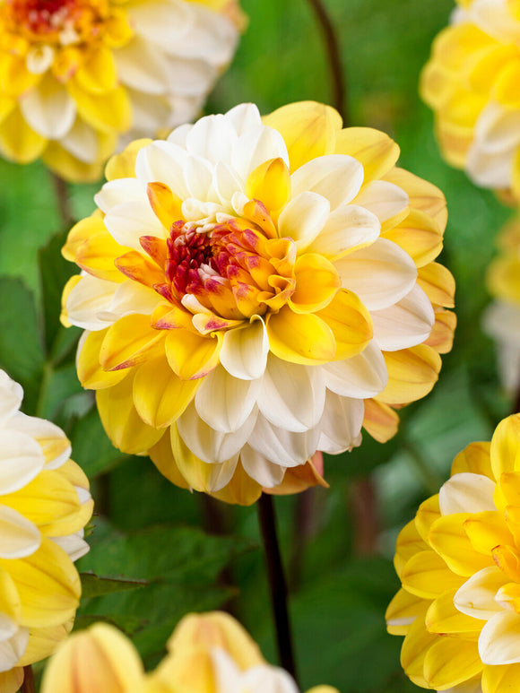 Dahlia Double Jill met zachtgele en crèmewitte gevulde bloemen
