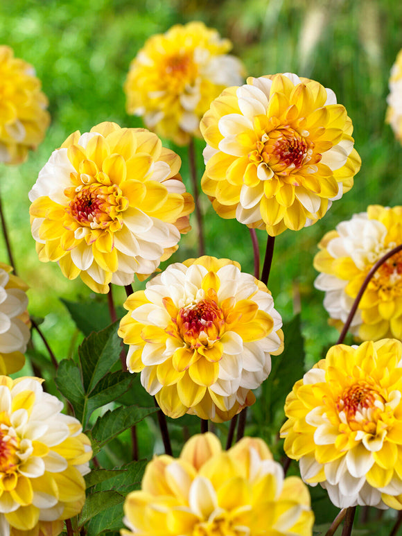 Decoratieve Dahlia Double Jill met botergele bloemblaadjes