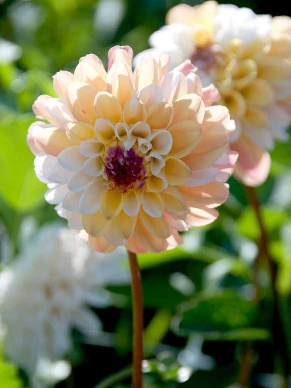 Close-up van Dahlia Double Jill met goudgeel hart