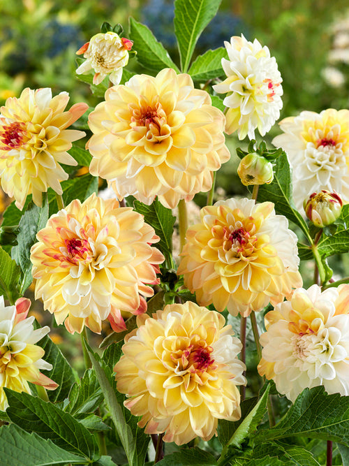 Crèmekleurige Dahlia Double Jill in een zomerse bloemenborder