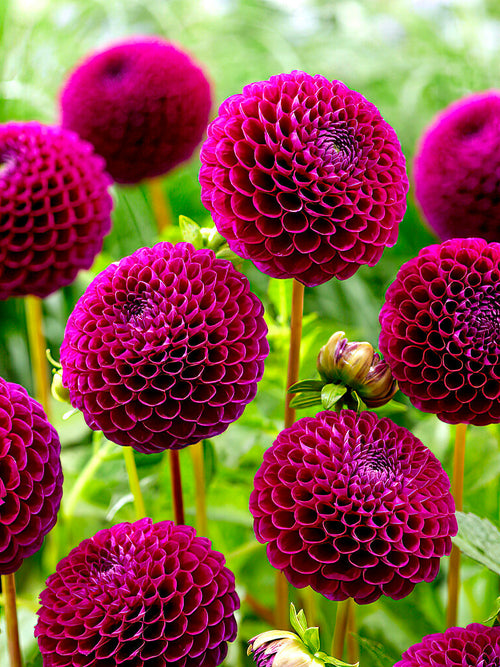 Dahlia Downham Royal Dahliaknollen