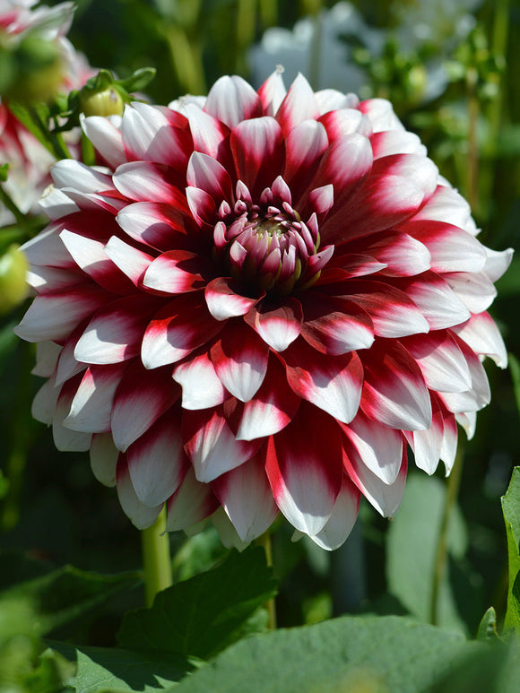 Dahlia Duet dahliaknollen bestellen
