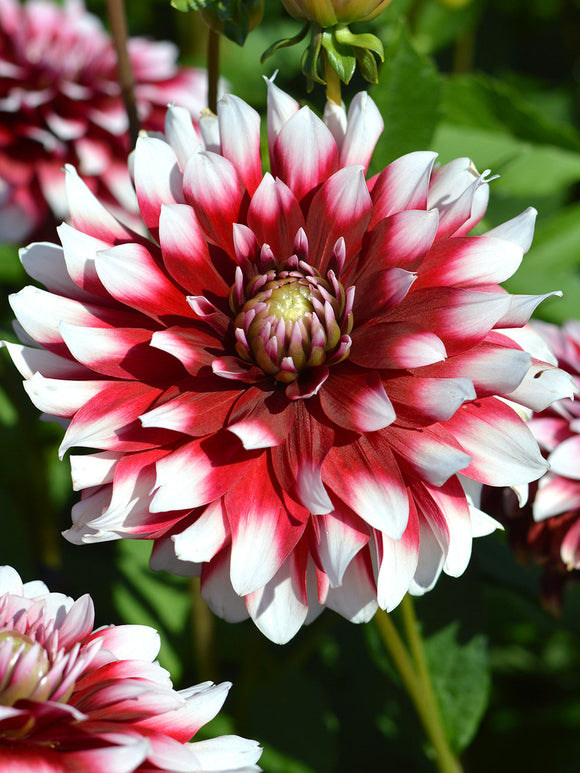 Dahlia Duet bloembollen