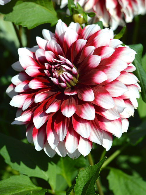 Dahlia Duet knollen en bollen