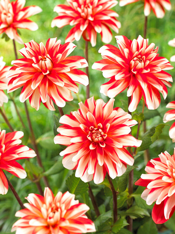 Dahlia Dynamite knollen bestellen