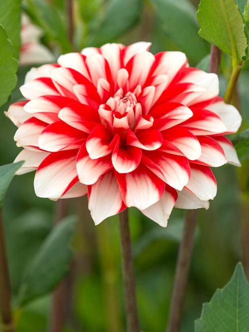Dahlia Dynamite bestellen