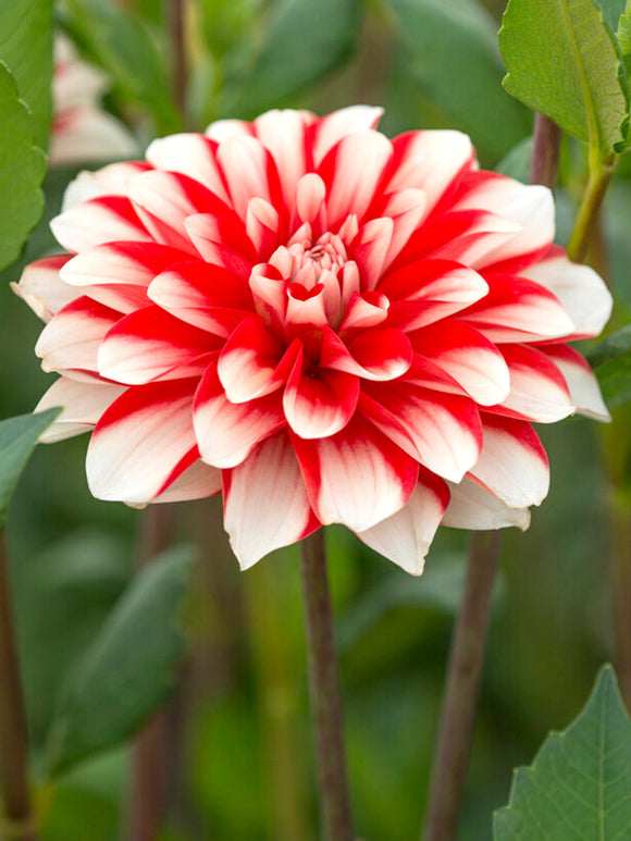 Dahlia Dynamite bestellen