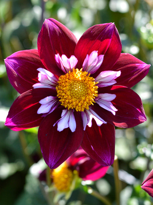 Dahlia Eefje knollen