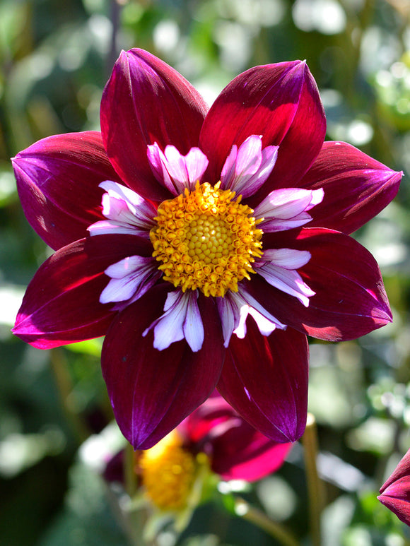 Dahlia Eefje knollen