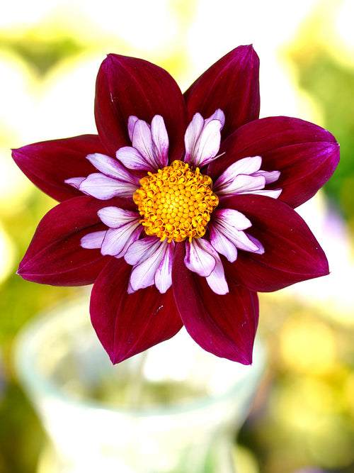Dahlia Eefje online bestellen