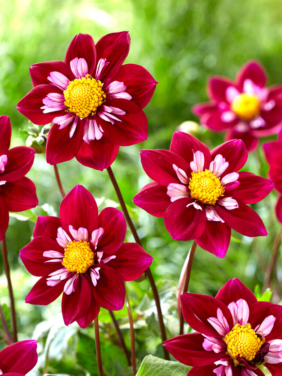 Dahlia Eefje dahliaknollen