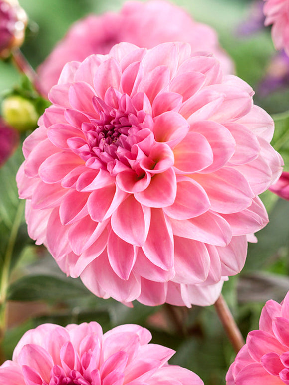 Dahlia Esli dahliaknollen bestellen