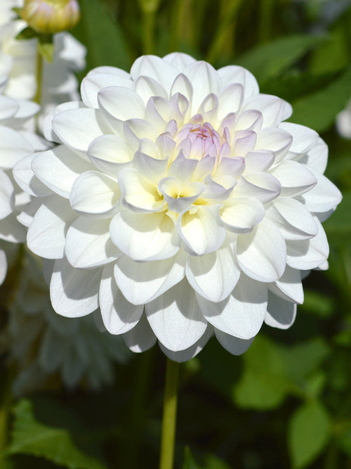 Koop Dahliaknollen Eveline