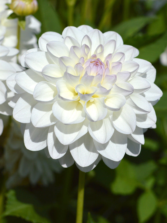 Koop Dahliaknollen Eveline