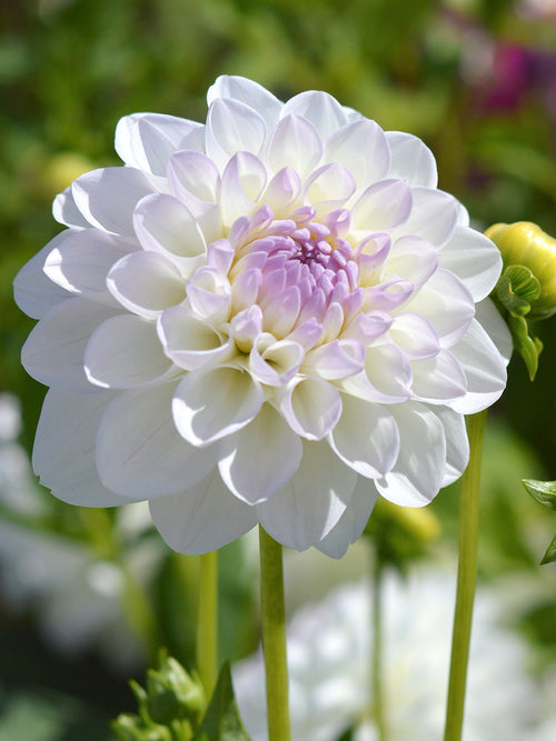 Dahlia Eveline bollen en knollen kopen